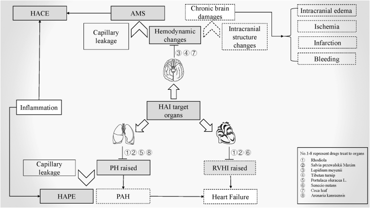 Promising Natural Medicines for the Treatment of High-Altitude Illness.