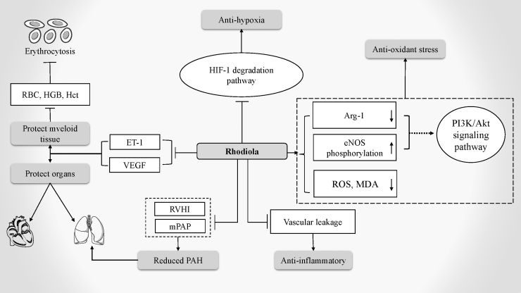 Promising Natural Medicines for the Treatment of High-Altitude Illness.