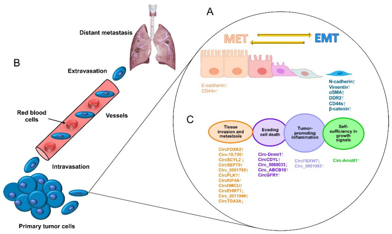 Novel Insights into Circular RNAs in Metastasis in Breast Cancer: An Update.