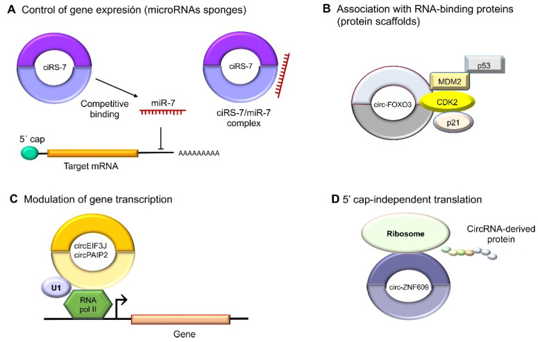 Novel Insights into Circular RNAs in Metastasis in Breast Cancer: An Update.