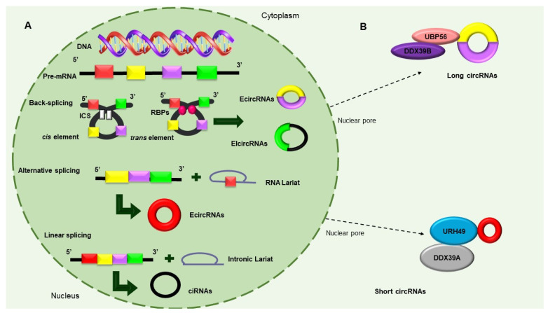 Novel Insights into Circular RNAs in Metastasis in Breast Cancer: An Update.