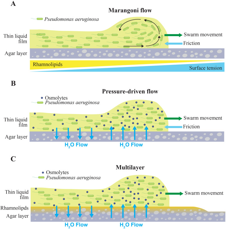 Swarming of <i>P. aeruginosa</i>: Through the lens of biophysics.