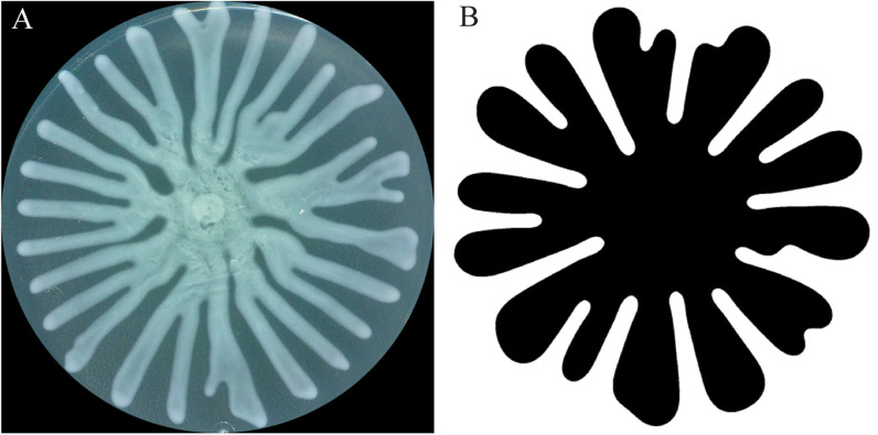 Swarming of <i>P. aeruginosa</i>: Through the lens of biophysics.