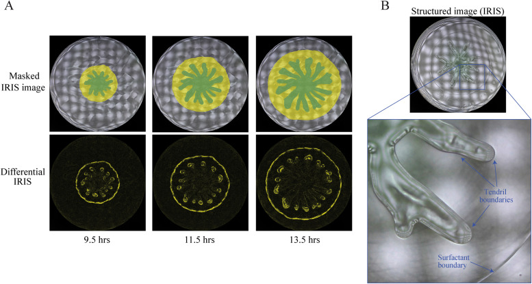 Swarming of <i>P. aeruginosa</i>: Through the lens of biophysics.