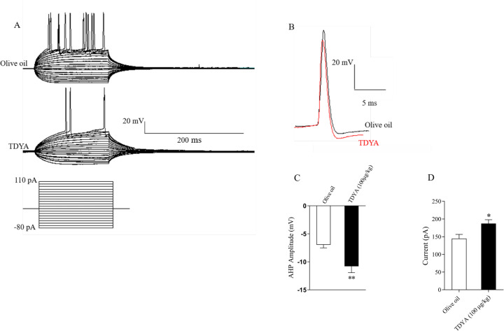 Hepatic Acyl CoA Oxidase1 Inhibition Modifies Brain Lipids and Electrical Properties of Dentate Gyrus.