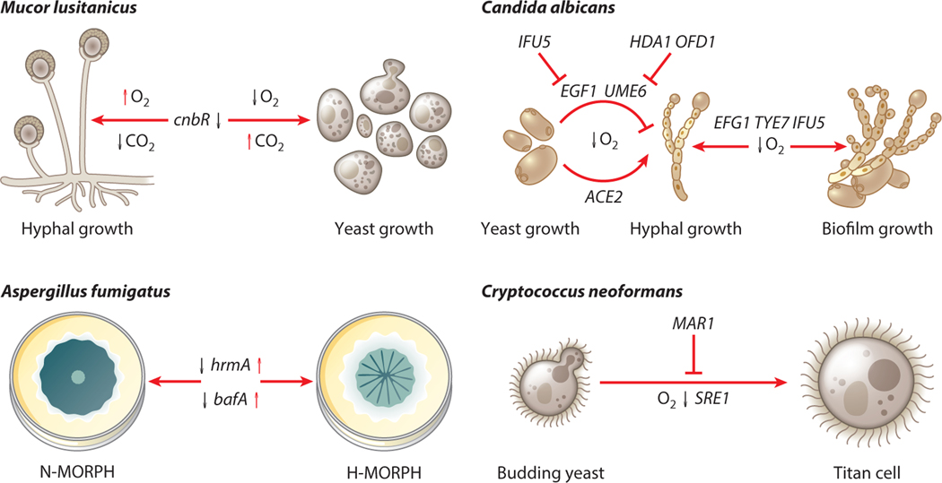 Recent Advances in Understanding the Human Fungal Pathogen Hypoxia Response in Disease Progression.