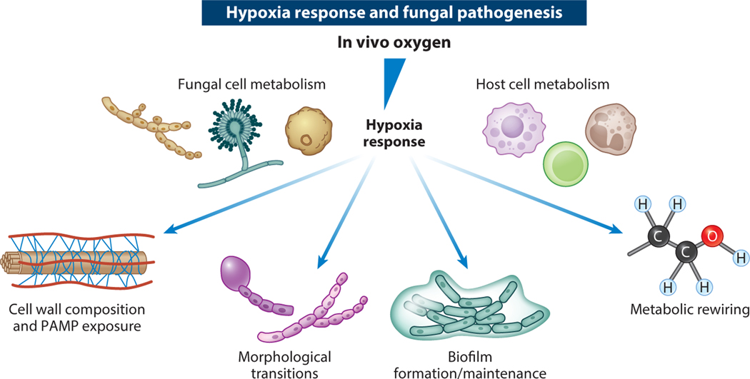 Recent Advances in Understanding the Human Fungal Pathogen Hypoxia Response in Disease Progression.