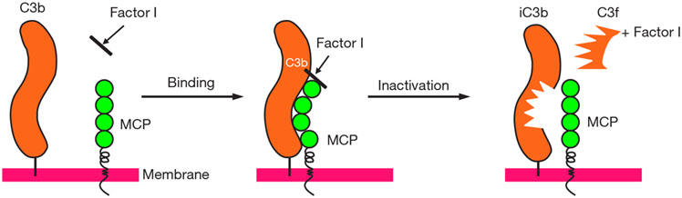 Atypical hemolytic uremic syndrome: genetically-based insights into pathogenesis through an analysis of the complement regulator CD46.