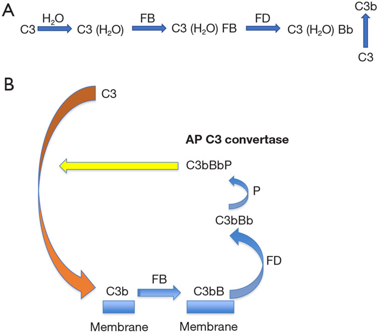 Atypical hemolytic uremic syndrome: genetically-based insights into pathogenesis through an analysis of the complement regulator CD46.