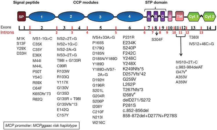 Atypical hemolytic uremic syndrome: genetically-based insights into pathogenesis through an analysis of the complement regulator CD46.