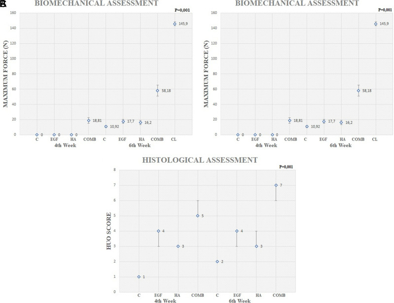 Investigation into the effect of epidermal growth factor and hyaluronic acid on fracture healing in a rat femoral fracture model.