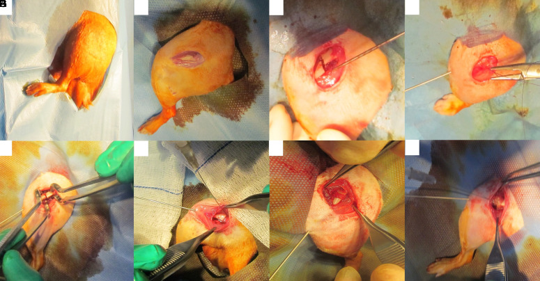 Investigation into the effect of epidermal growth factor and hyaluronic acid on fracture healing in a rat femoral fracture model.