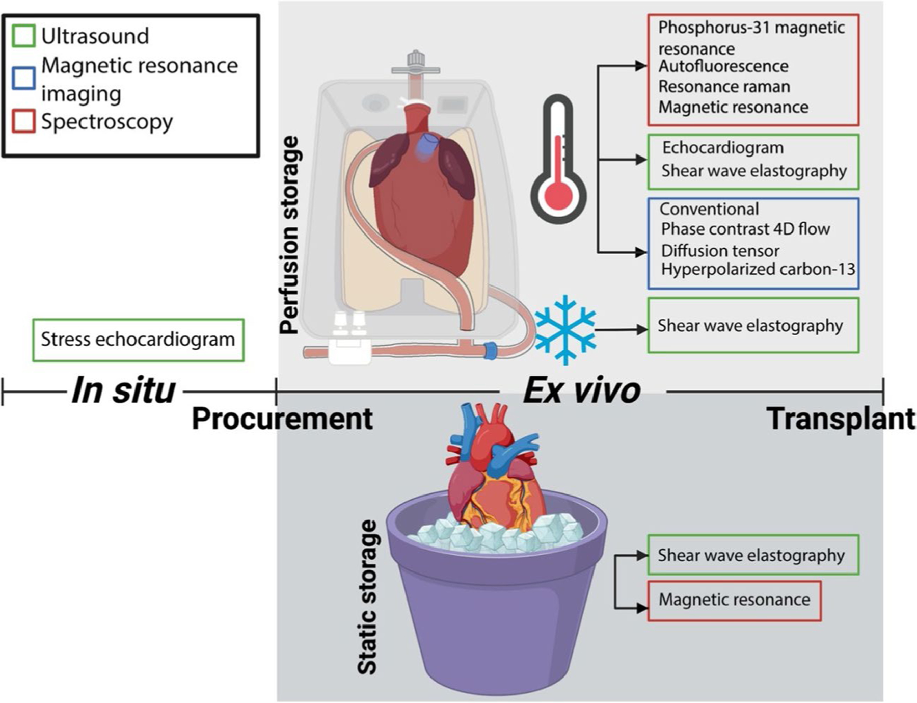 Novel Imaging Technologies for Accurate Assessment of Cardiac Allograft Performance.