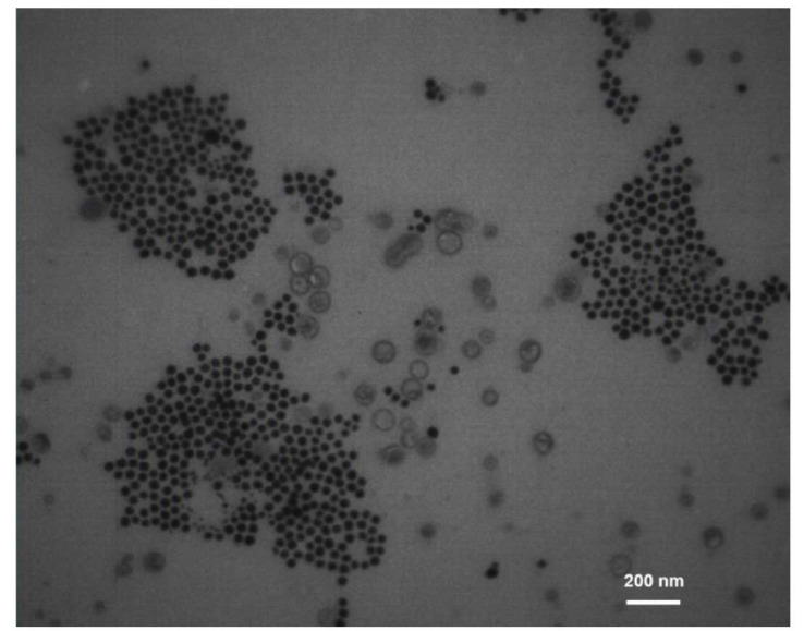 Antifungal activity of green-synthesized curcumin-coated silver nanoparticles alone and in combination with fluconazole and itraconazole against <i>Candida</i> and <i>Aspergillus</i> species.