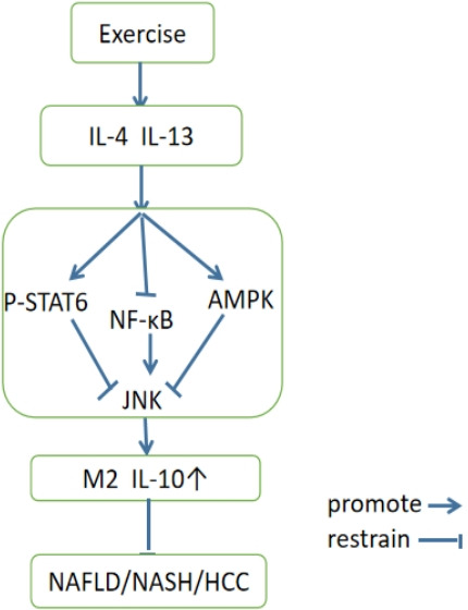 Exercise-mediated macrophage polarization modulates the targeted therapeutic effect of NAFLD: a review.
