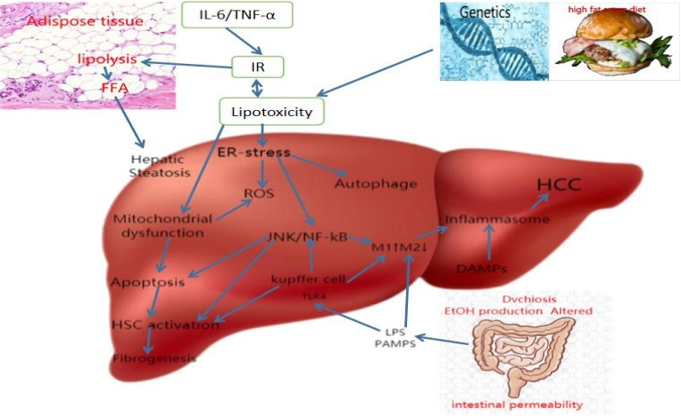 Exercise-mediated macrophage polarization modulates the targeted therapeutic effect of NAFLD: a review.