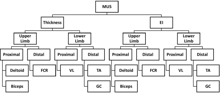 Investigating the Association Between Muscular Ultrasonographic Alterations and Clinical Symptoms in Patients With Inflammatory Myopathy.