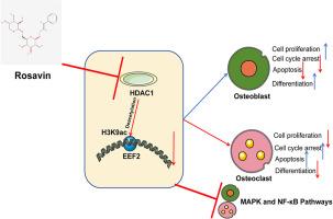 Rosavin regulates bone homeostasis through HDAC1-induced epigenetic regulation of EEF2