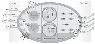 Synthetic Biology: Major Principles and Current Trends of Development in Russia