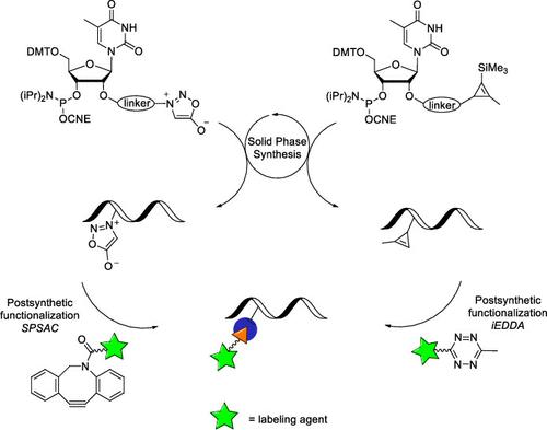 2′-Modified Thymidines with Bioorthogonal Cyclopropene or Sydnone as Building Blocks for Copper-Free Postsynthetic Functionalization of Chemically Synthesized Oligonucleotides