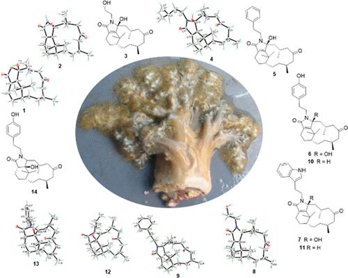 Heterolactone and Heterolactams A–M, Verticillane Diterpenoids with Anti-Inflammatory and Hepatoprotective Activities from the Soft Coral Heteroxenia ghardaqensis