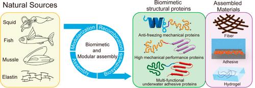 Biomimetic Structural Proteins: Modular Assembly and High Mechanical Performance