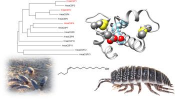 Chemosensory proteins as putative semiochemical carriers in the desert isopod Hemilepistus reaumurii