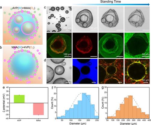 Temperature-Responsive Pickering Double Emulsions Stabilized by Binary Microgels