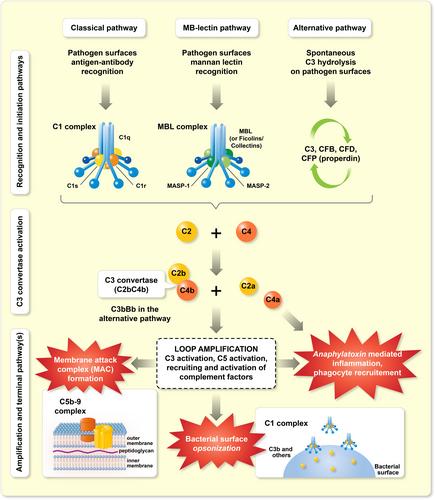 The role of the mesangium in glomerular function