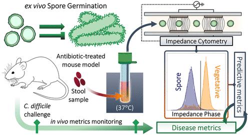 Correlating Antibiotic-Induced Dysbiosis to Clostridioides difficile Spore Germination and Host Susceptibility to Infection Using an Ex Vivo Assay