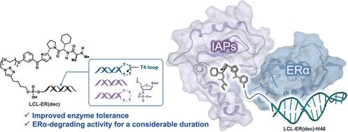 Structural Optimization of Decoy Oligonucleotide-Based PROTAC That Degrades the Estrogen Receptor