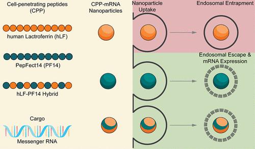 Deciphering Structural Determinants Distinguishing Active from Inactive Cell-Penetrating Peptides for Cytosolic mRNA Delivery