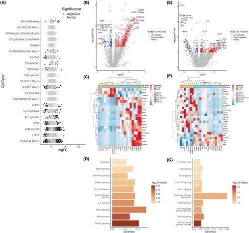 Transcriptional changes of the aging lung