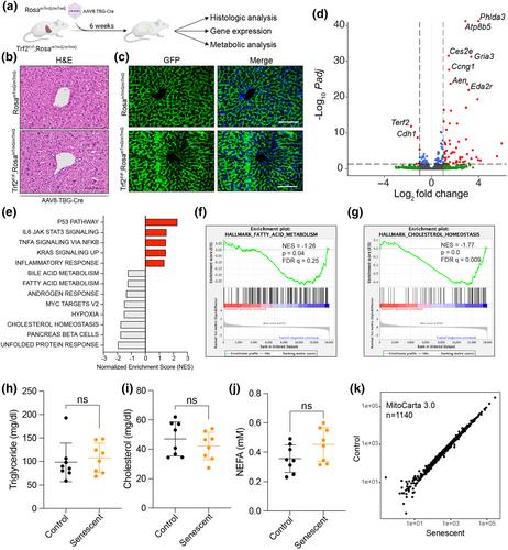 Intact mitochondrial function in the setting of telomere-induced senescence