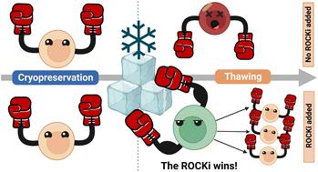 Post-thaw application of ROCK-inhibitors increases cryopreserved T-cell yield†