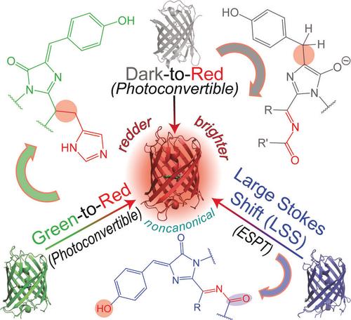 Targeting Ultrafast Spectroscopic Insights into Red Fluorescent Proteins