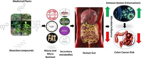 Unraveling the role of medicinal plants and Gut microbiota in colon cancer: Towards microbiota- based strategies for prevention and treatment