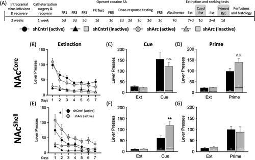 The activity-regulated cytoskeleton-associated protein, Arc, functions in the nucleus accumbens shell to limit multiple triggers of cocaine-seeking behaviour