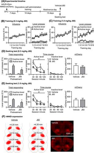 Role of oestrous cycle and orbitofrontal cortex in oxycodone seeking after 15-day abstinence in female rats