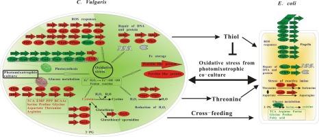 Omics integration for in-depth understanding of the low-carbon co-culture platform system of Chlorella vulgaris-Escherichia coli