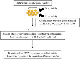 Cloning, tissue specificity and regulation of expression of genes of four key enzymes related to long-chain polyunsaturated fatty acids (LC-PUFA) biosynthesis by ambient salinity during embryogenesis in the marine teleost Siganus guttatus