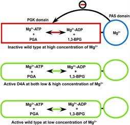 Importance of aspartate 4 in the Mg2+ dependent regulation of Leishmania major PAS domain-containing phosphoglycerate kinase