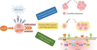 Defense mechanism of Fe(III)-assisted anammox under salt stress: Performance and microbial community dynamics