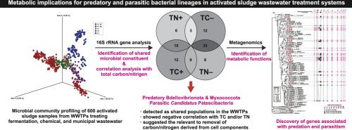 Metabolic implications for predatory and parasitic bacterial lineages in activated sludge wastewater treatment systems