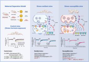 The mineralocorticoid receptor and extra-synaptic NMDA receptor in the lateral habenula involve in the vulnerability to early life stress in the maternal separation model