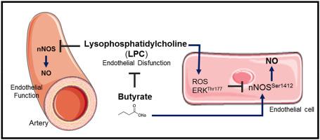 Butyrate inhibits LPC-induced endothelial dysfunction by regulating nNOS-produced NO and ROS production