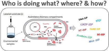 Advances and perspectives of using stable isotope probing (SIP)-based technologies in contaminant biodegradation