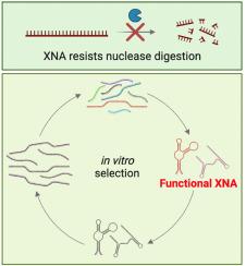 Functional nucleic acids with synthetic sugar or nucleobase moieties