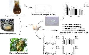 Carya cathayensis Leaf Extract Exerts Estrogenic Effects on Hepatic Lipogenesis and Adipocytes Differentiation in Ovariectomized Rats Fed Normal or High-fat Diets