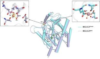 The regulation of RGLG2-VWA by Ca2+ ions